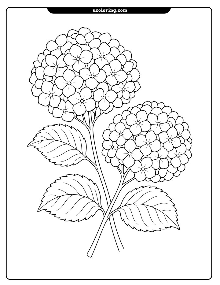 Two crossing hydrangea stems with rounded blossom clusters and serrated leaves coloring page