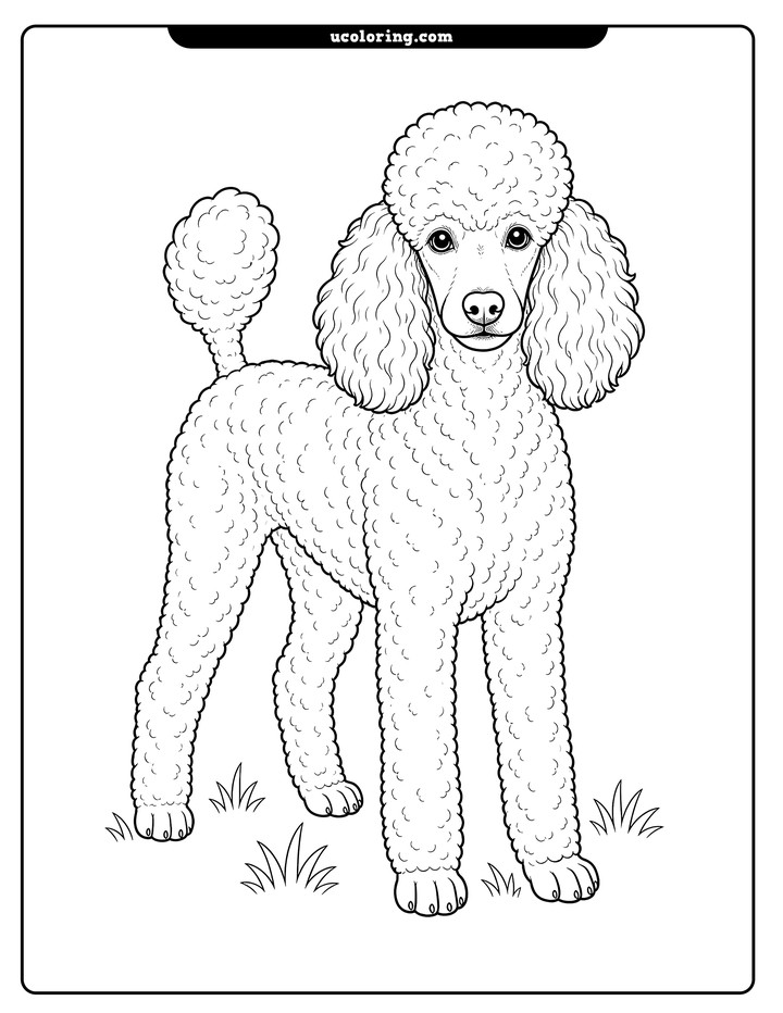 A realistic standard poodle with curly fur stands on small tufts of grass in a calm line-art coloring page