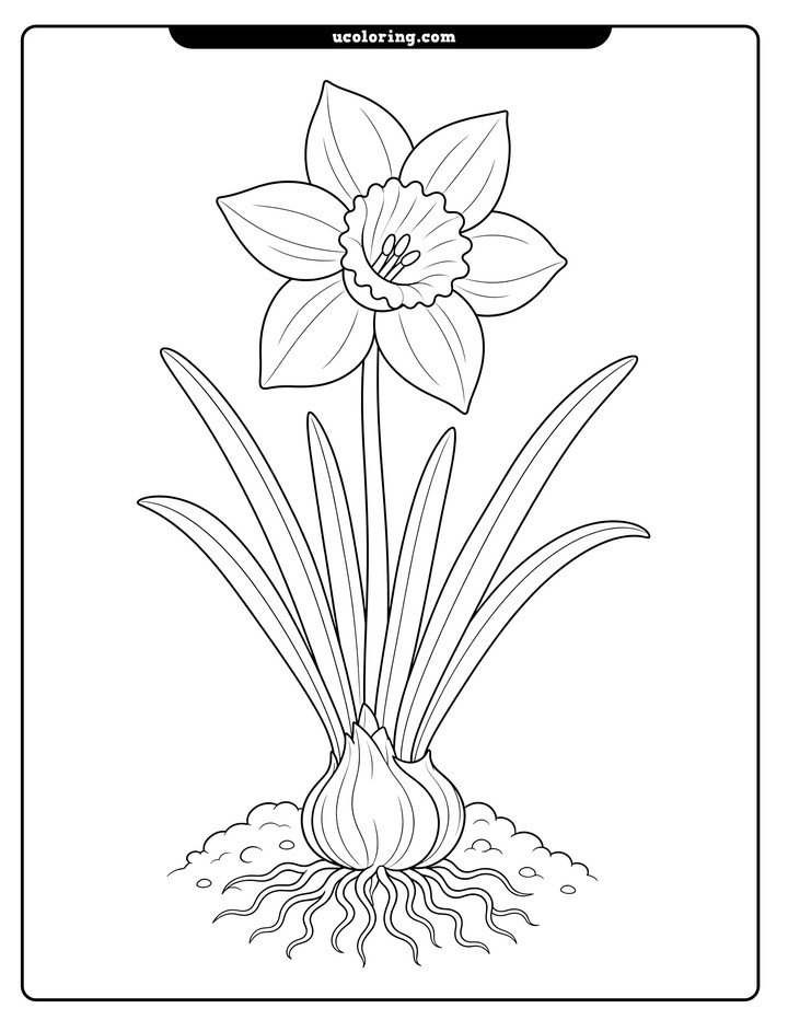 A single daffodil with pointed petals, a ruffled center, curved leaves, a bulb, roots, and soil mounds coloring page