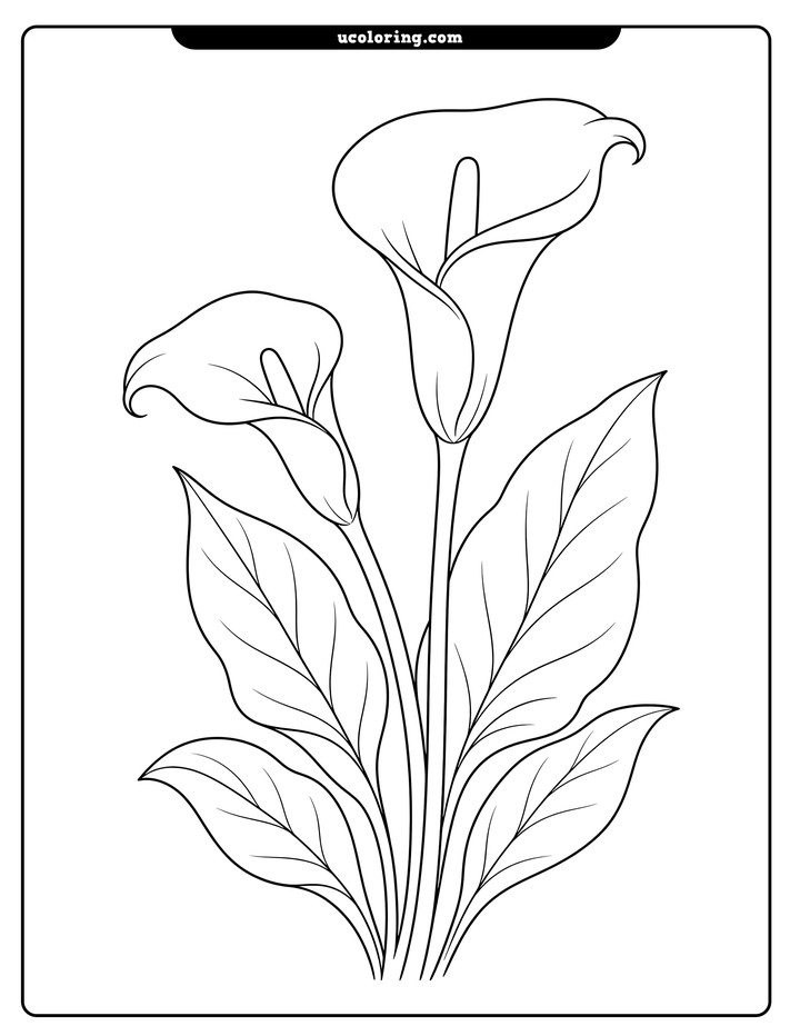 Two calla lilies with curving stems, pointed leaves, and open white space in bold botanical line art coloring page